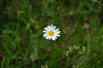 A high angle shot of a daisy in natural surroundings - Stockphoto 