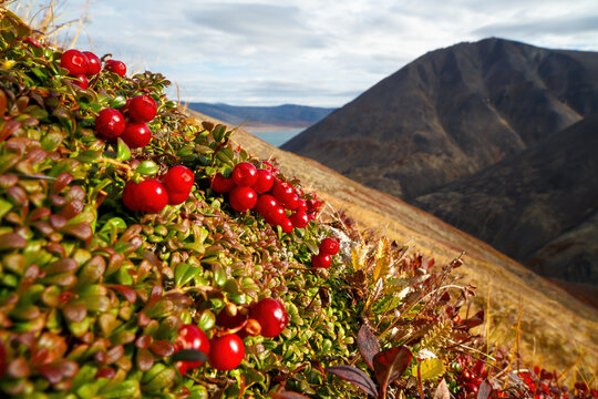 Red berries of a lingonberry (Vaccinium vitis-idaea) on a mountainside. Beautiful mountain landscape with wild berries. Tundra plants. Autumn in the Arctic. September. Nature of Chukotka and Siberia.