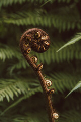 Junger Brauner Farntrieb in Spiralform mit grünen Hintergrund
