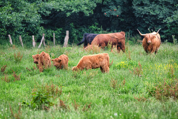 Highland Cattle Herde