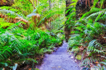 Obraz premium BM Gr Can Ferns Rock Down