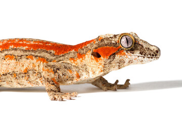 Red striped Gargoyle gecko close-up isolated on a white background
