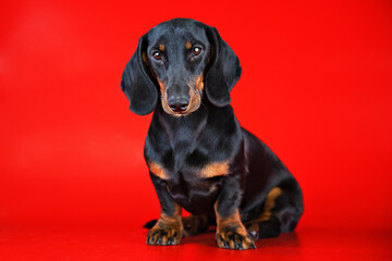 Black Dachshund on a red background