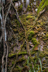 Moos und kletterpflanzenbewachsener Baumstamm mit grün und braun