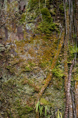 Moos und kletterpflanzenbewachsener Baumstamm mit grün und braun