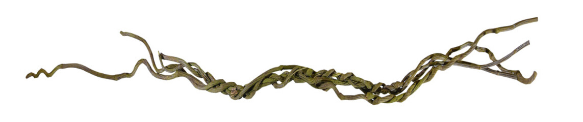 Circular vine roots, jungle tree branch isolated on white background, clipping path included. HD...