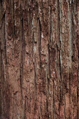 Zerfurchte Baumrinde mit Paralleler linienstruktur 