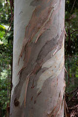 Geschwungener Eukalyptusstamm mit hängenden Rindenfetzen