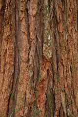 rotbraune zerfurchte Baumrinde mit Strukturlinien