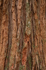 rotbraune zerfurchte Baumrinde mit Strukturlinien