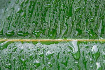 Wet with water drops Indian Ficus Elastica leaf in the tropical garden as a background and texture,...
