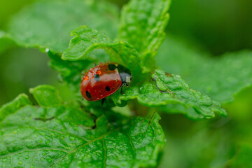 ladybug on grass