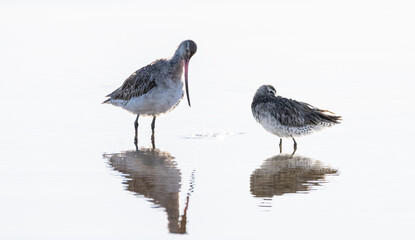 Pair of Bar-Tailed Godwits standing in still water. 