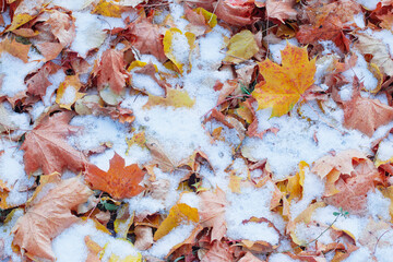 background of yellow autumn leaves in snow