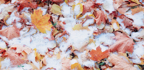 background of yellow autumn leaves in snow
