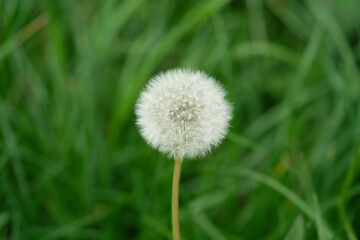 A selective focus shot of a dandelion in front of a blurred green background - Stockphoto