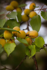 many apricots on a tree branch