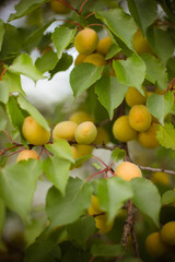 many apricots on a tree branch