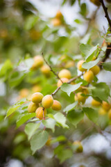 many apricots on a tree branch