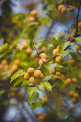 many apricots on a tree branch
