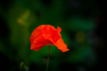 background of blooming flowers in the summer garden