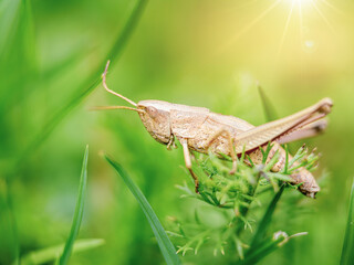 grasshopper on the grass