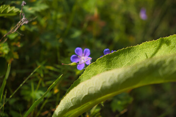 forget me not flowers