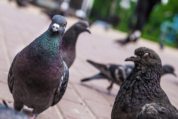 Pigeons around outdoors in the park in summer