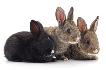 Obraz premium Three little rabbits.