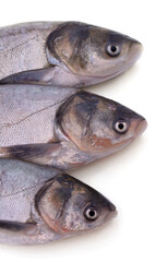 Three large silver carp.