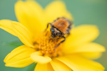 The bumblebee is sitting on a flower. Photographed close-up in the studio.
