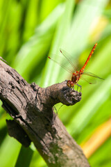 Male Common Darter dragonly