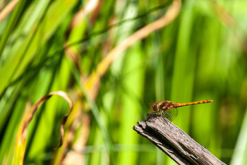 Male Common Darter dragonly