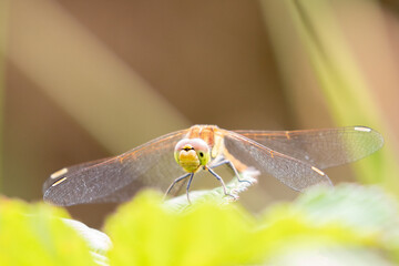 Female Yellow-Winged Darter dragonfly