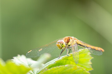 Female Yellow-Winged Darter dragonfly