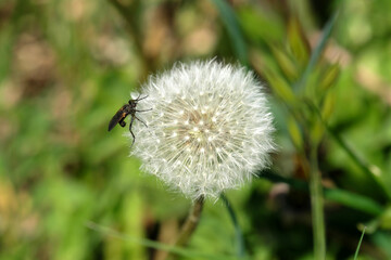 A robber fly on a dandelion and blurred green background - Stockphoto
