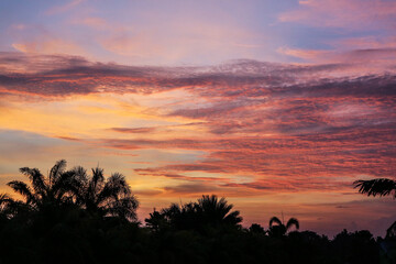View on sunset over the trees