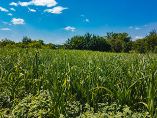 Field with growing green young corn with blue sky with white clouds on a sunny summer day. - obrazy, fototapety, plakaty