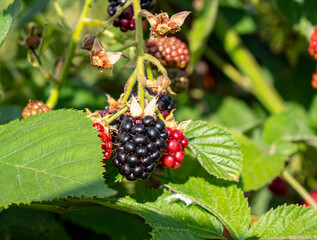 blackberry bush with fruit in the garden
