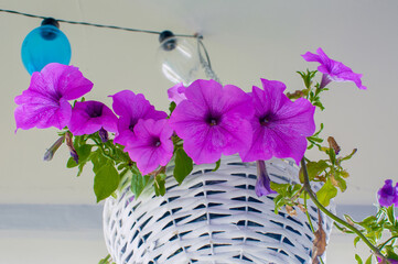 Petunia hybrida hort. ex Vilm, hanging flower in a white wicker basket