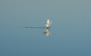 Heron in Sardinia, Italy