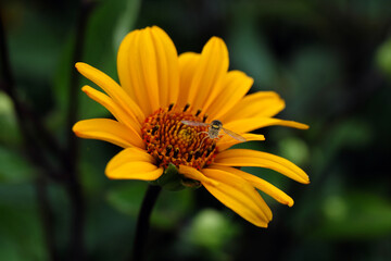 A hoverfly on a big yellow blossom - Stockphoto