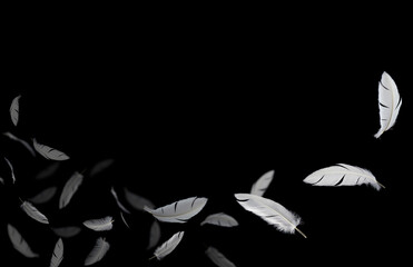 Group of a white feathers bird floating in the dark. feather abstract on black background.