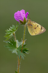 a butterfly Colias hyale on a pink field flower awaits dawn