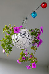 Petunia hybrida hort. ex Vilm, hanging flower in a white wicker basket