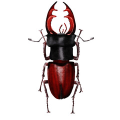 A large stag beetle with huge horns and whiskers. A brown beetle with a black head. A beetle from tropical exotic countries. Hand-drawn realistic drawing.