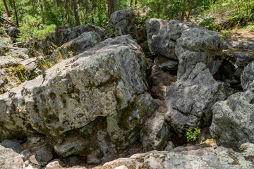 summer, day, journey, sky, expanse, forest, pine, trees, stone, labyrinth, unusual, huge, shapeless, boulders, moss, vegetation, grass, green, foliage, light, shadow, beauty