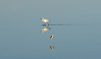 Heron and black-winged stilt in Sardinia, Italy