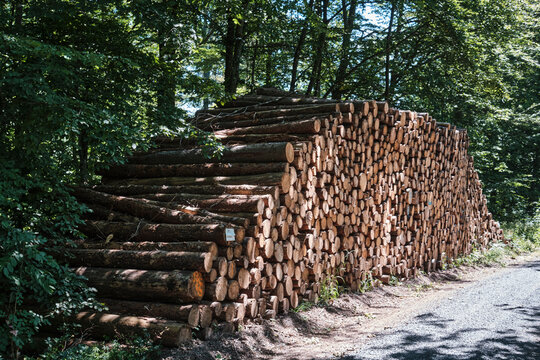 Holzschlag im Steigerwald