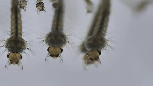 mosquito larvae in the water